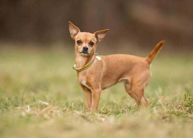 小鹿犬哪种颜色最贵？小鹿犬大概多少钱一只！