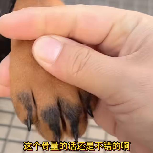 杜宾犬多少元一只？杜宾犬大概多少钱一只！