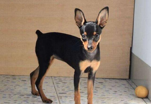 小鹿犬哪种颜色最贵？小鹿犬的十大危害！