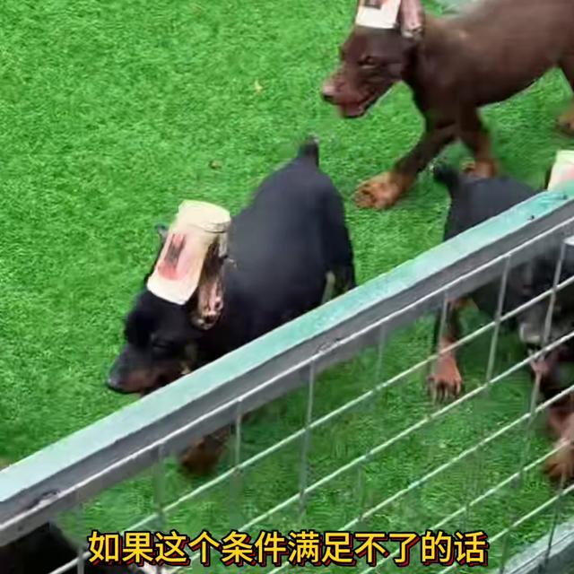 杜宾犬多少元一只？杜宾犬大概多少钱一只！