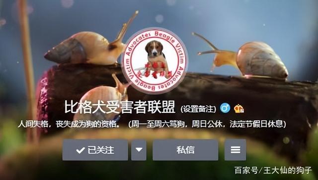 比格犬为什么不建议养（比格犬的优缺点及性格）