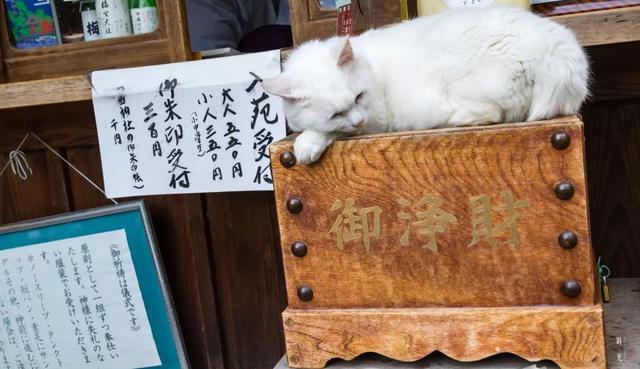 紫阳花のうららが散（紫阳花の散る时下）