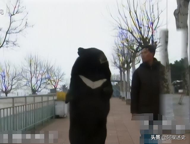 山东动物园惊现成精黑熊，会直立行走与人为友，酒量惊人酷爱上班