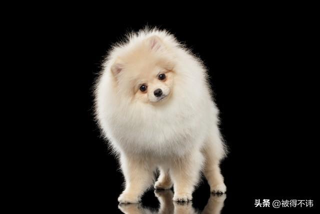 博美狗狗多少钱一只市场价？博美狗狗多少钱一只！