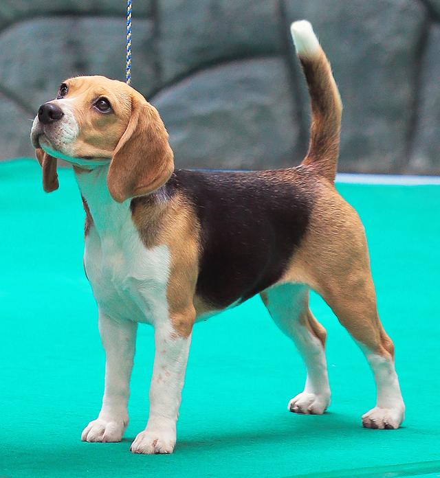 阿富汗猎犬很贵吗值得养吗？阿富汗猎犬贵吗！