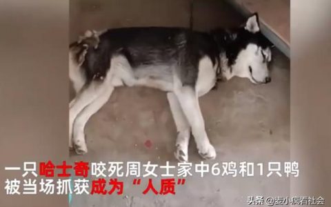 狗吃人的益生菌行吗（狗吃人吃的食物会怎么样）