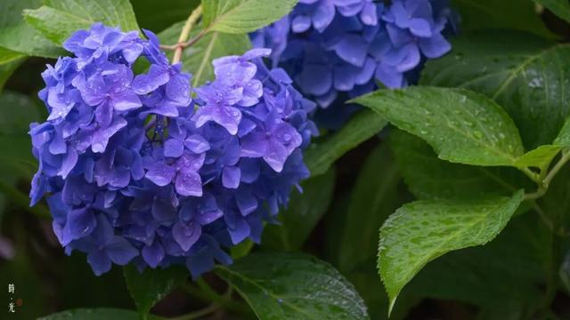 紫阳花のうららが散（紫阳花の散る时下）