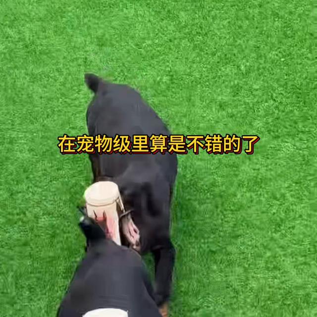 杜宾犬多少元一只？杜宾犬大概多少钱一只！