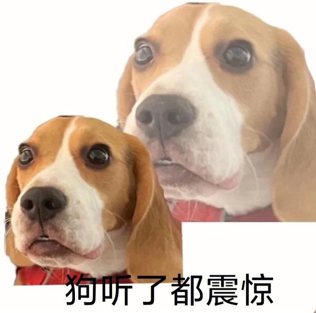 比格犬？比格犬为什么不建议养！