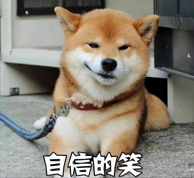 约克夏价格多少钱一只幼犬？千万别养约克夏！