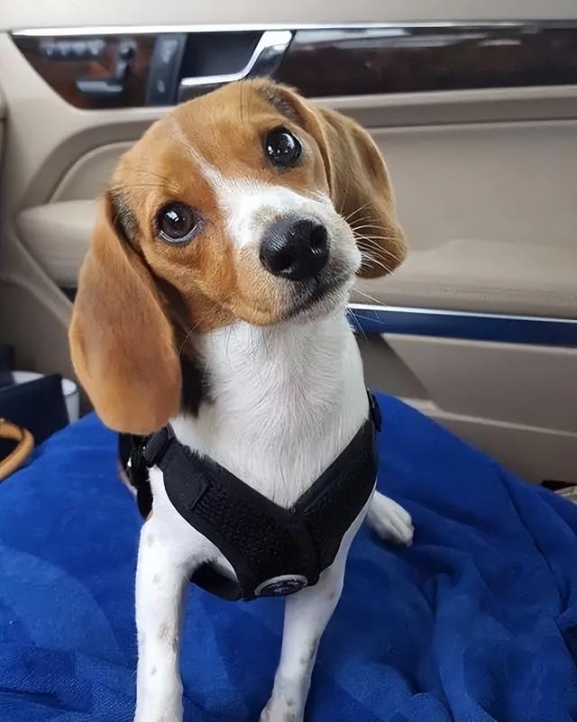 比格犬？比格犬为什么不建议养！