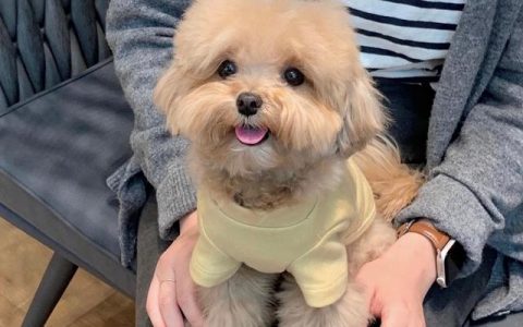 哈士奇犬图片大全（哈士奇犬图片 成年）