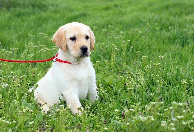 狗有多少品种图片？100种名犬图片及名字！