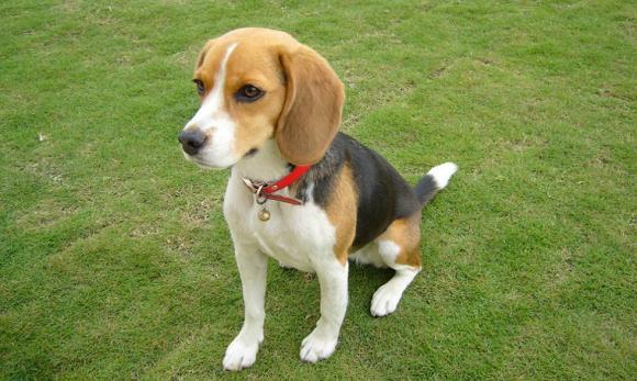 阿富汗猎犬很贵吗值得养吗？阿富汗猎犬贵吗！