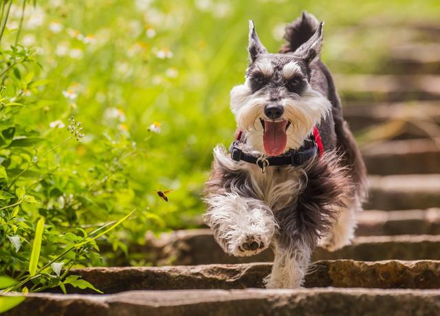 小鹿犬哪种颜色最贵？小鹿犬大概多少钱一只！