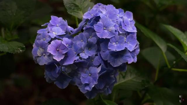 紫阳花のうららが散（紫阳花の散る时下）