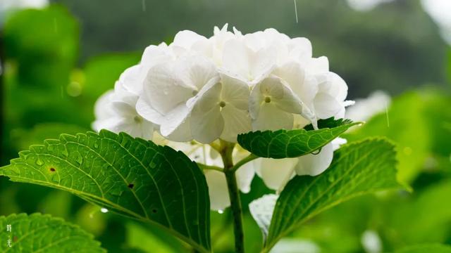 紫阳花のうららが散（紫阳花の散る时下）