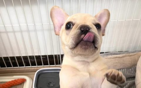 纯种法斗犬价格多少钱一只？纯种法斗犬价格多少钱一只图片！