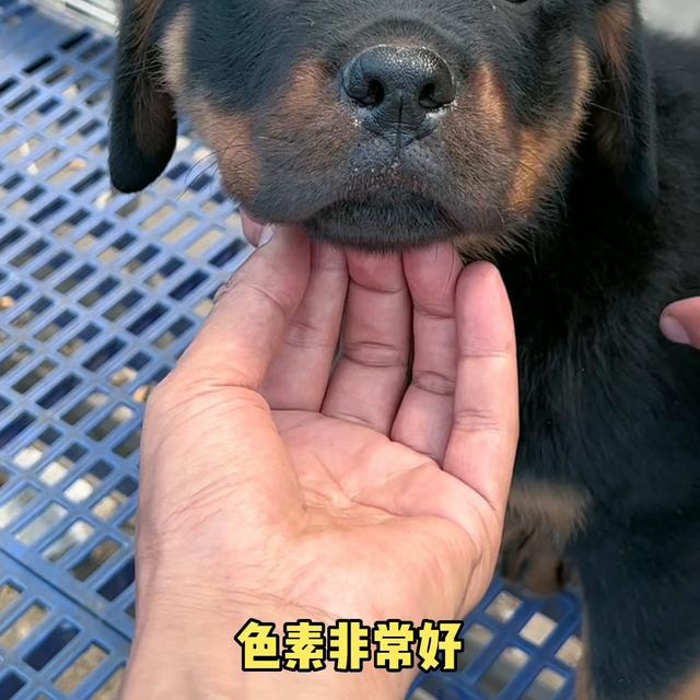 罗威纳犬图片价格_幼犬？罗威纳犬图片价格幼犬！