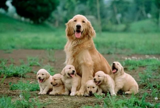 拉布拉多犬图片 幼犬多少钱一只（拉布拉多犬图片价格表）