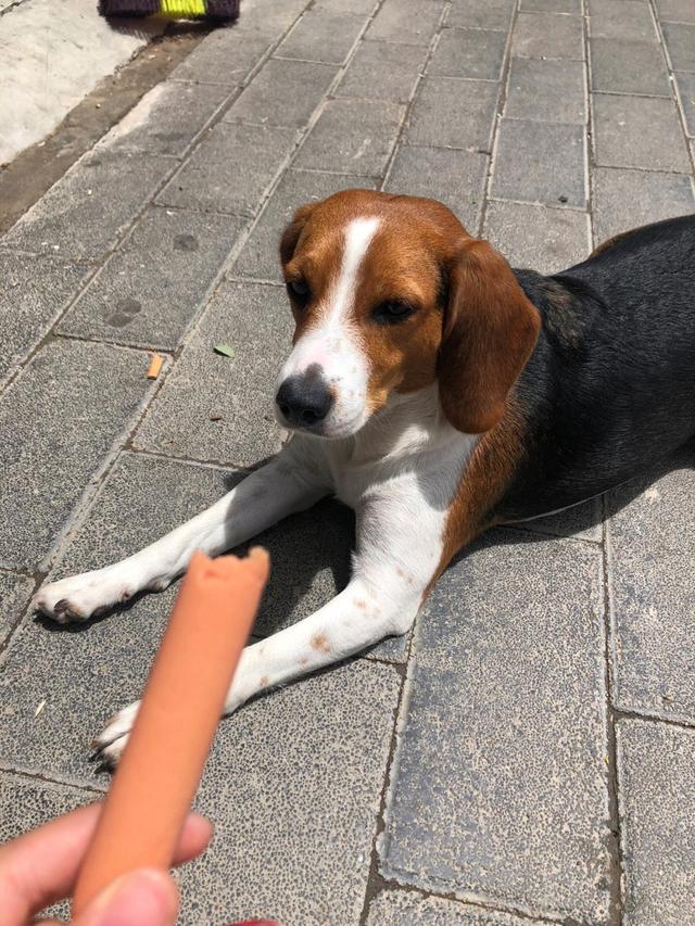 比格犬？比格犬为什么不建议养！