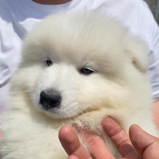 萨摩耶幼犬一般多少钱一只男生?萨摩耶幼犬一般多少钱一只男生养!