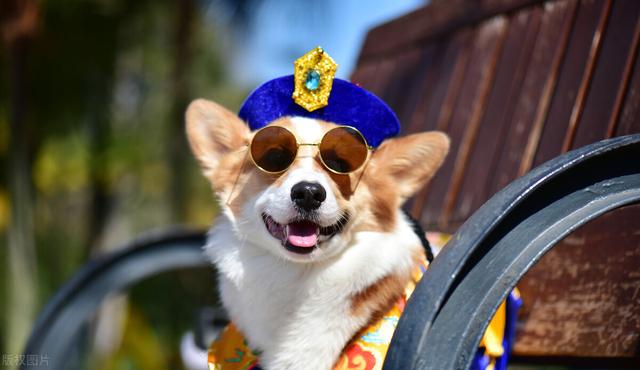 狗有多少品种图片？100种名犬图片及名字！