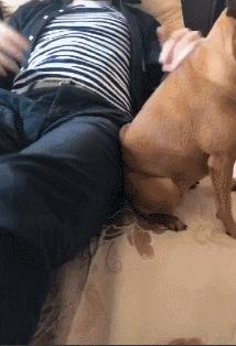 小鹿犬哪种颜色最贵？小鹿犬的十大危害！