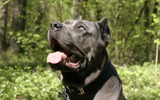 卡斯罗犬价格多少钱一只？卡斯罗犬价格多少钱一只幼犬！