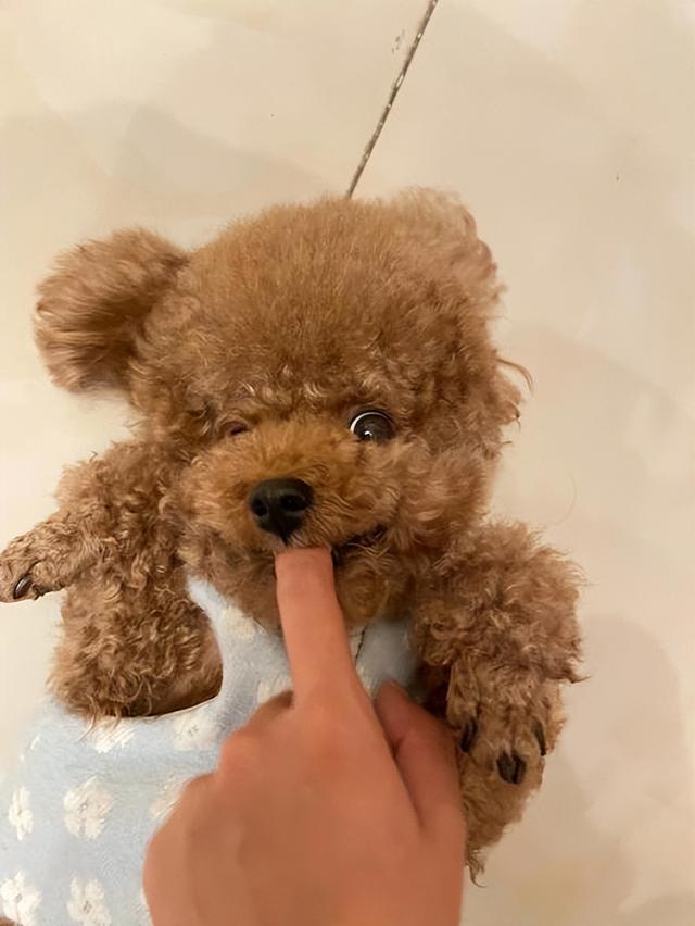 约克夏价格多少钱一只幼犬？千万别养约克夏！