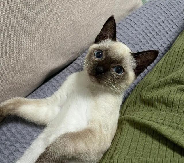 暹罗猫多少钱一只正常价？暹罗猫多少钱一只正常价格！