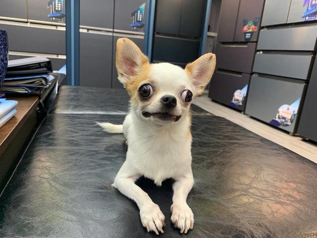 吉娃娃图片大全大图？吉娃娃图片大全大图可爱！