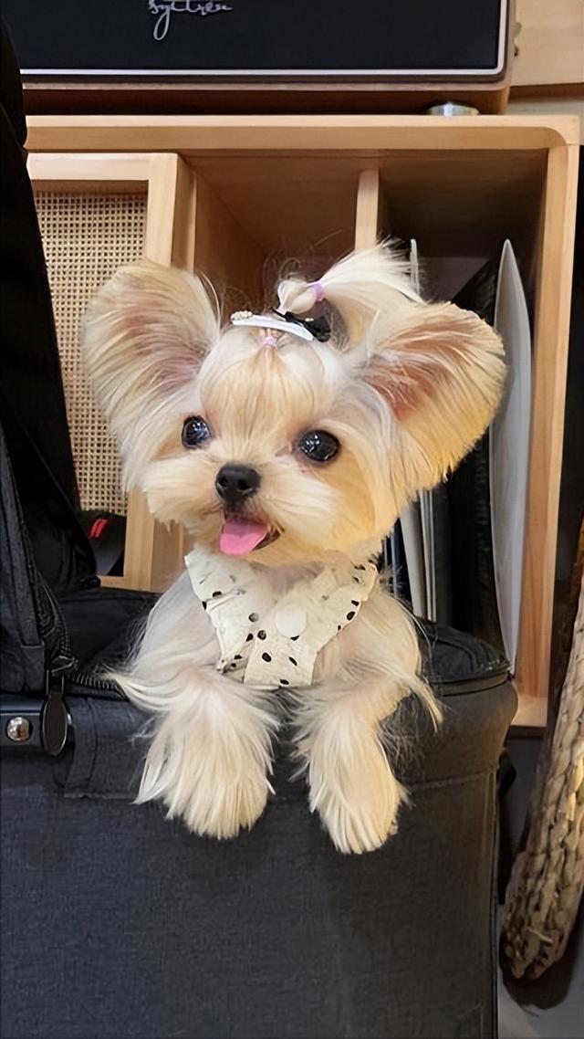 约克夏价格多少钱一只幼犬？千万别养约克夏！