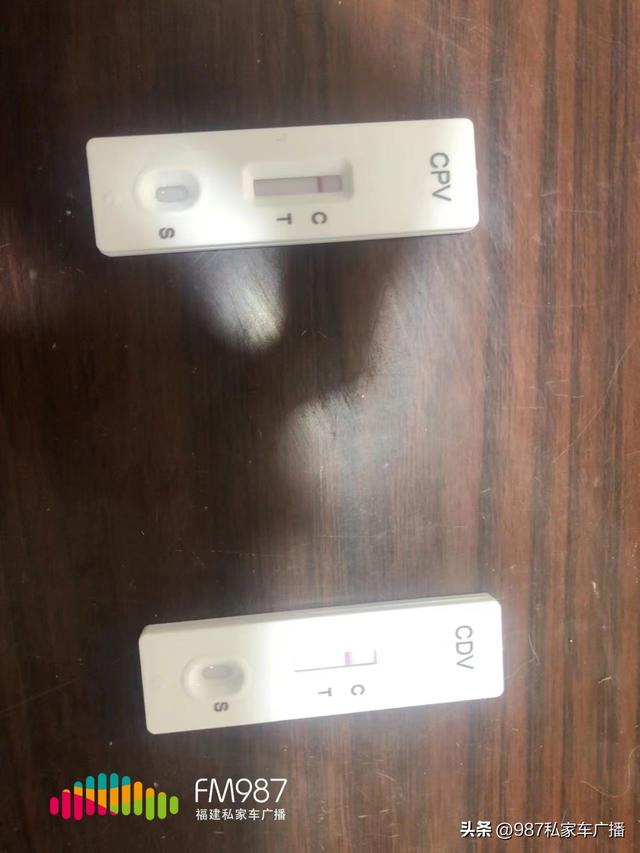 一只布偶猫幼崽多少钱？一只布偶猫幼崽多少钱最少多少！