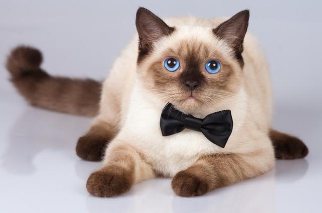 美国短毛猫价格多少钱一只幼崽？美国短毛猫价格多少钱一只幼崽图片！