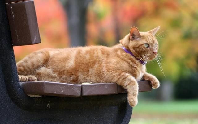 美国短毛猫价格多少钱一只幼崽？美国短毛猫价格多少钱一只幼崽图片！