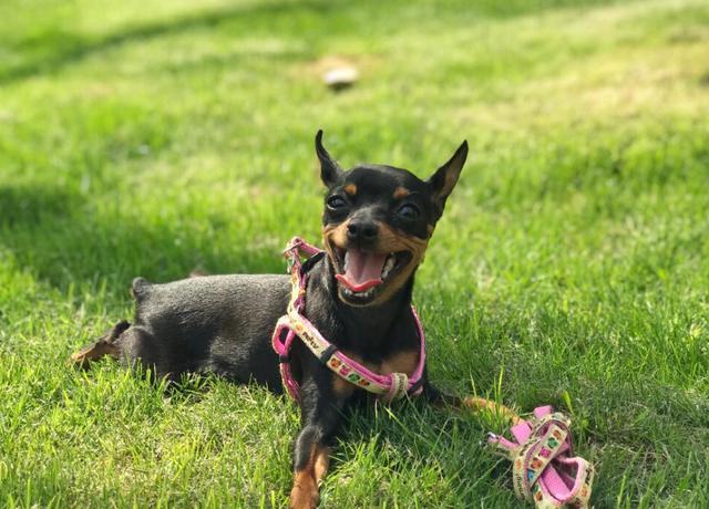 小鹿犬哪种颜色最贵？小鹿犬大概多少钱一只！