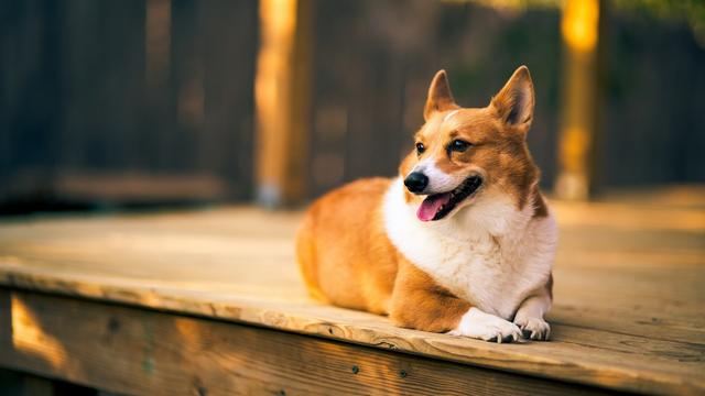 黑白柯基犬价格大概多少钱一只？三色柯基犬价格大概多少钱一只！