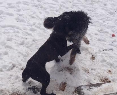 卡斯罗犬价格多少钱一只？卡斯罗犬价格多少钱一只幼犬！