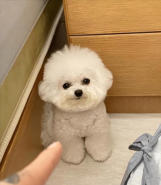 约克夏价格多少钱一只幼犬？千万别养约克夏！