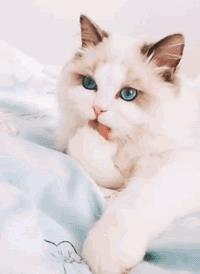 纯白曼基康猫多少钱一只啊？纯白曼基康猫多少钱一只幼崽！