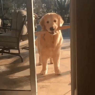 约克夏价格多少钱一只幼犬？千万别养约克夏！