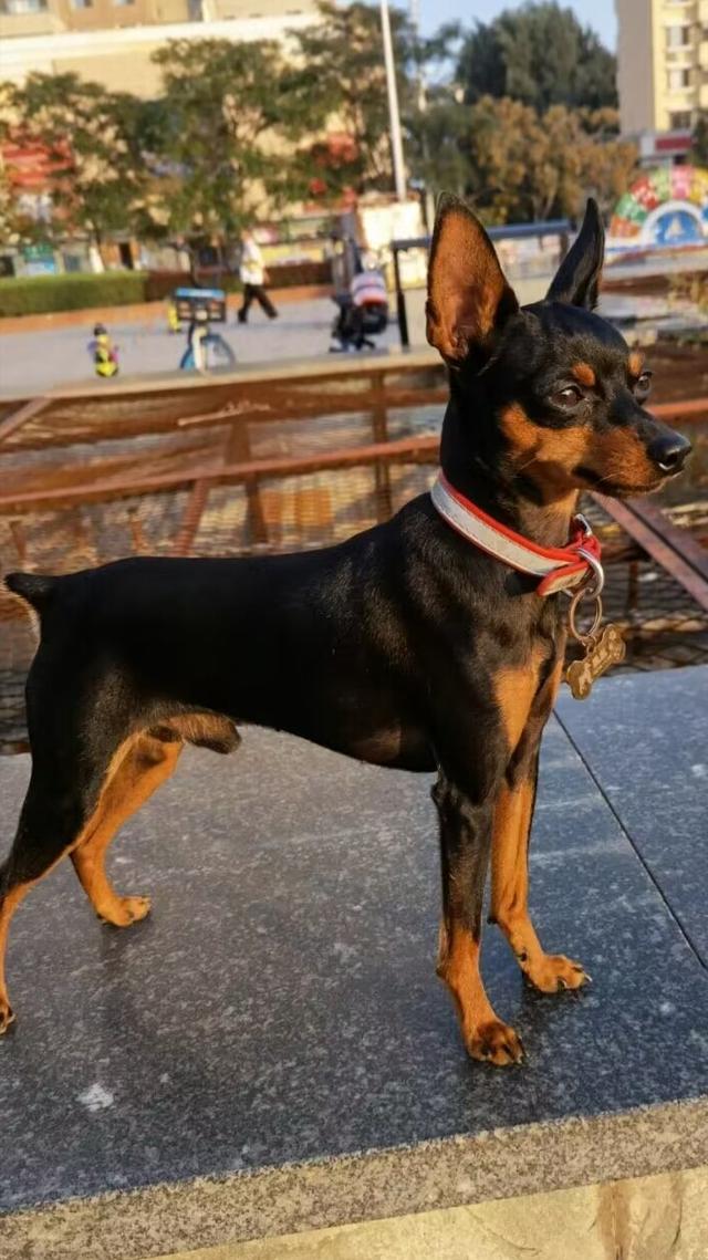 小鹿犬哪种颜色最贵？小鹿犬的十大危害！