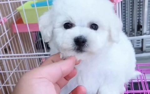 比熊犬多少钱一只幼崽？比熊犬多少钱一只幼崽便宜！