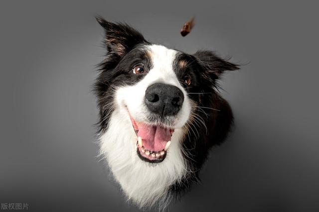 狗有多少品种图片？100种名犬图片及名字！