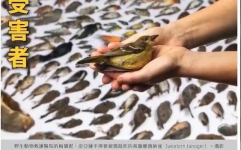 怎样捉野猫最简单的方法？找猫很灵的方法！
