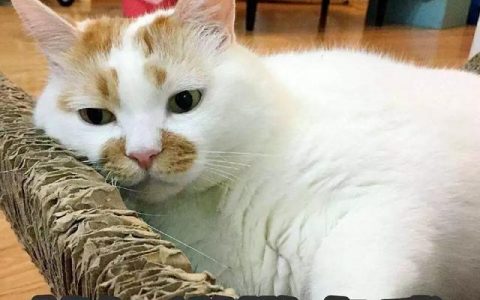 孟加拉豹猫的优缺点？养猫的人容易得15种病！
