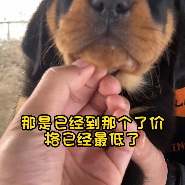 罗威纳犬多少钱一只纯种幼犬？养罗威纳犬的七大禁忌！