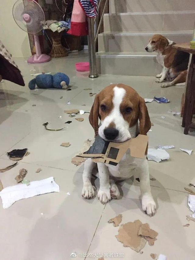 比格犬？比格犬为什么不建议养！