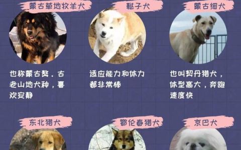 中华田园犬的价格多少钱一只（中华田园犬多少钱一条）